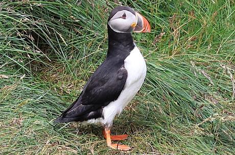 Frailecillosa a corta distancia Frailecillosa a corta distancia