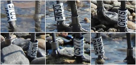 Seis gaviotas de Audouin anilladas juntas en la desembocadura. Seis gaviotas de Audouin anilladas juntas en la desembocadura.