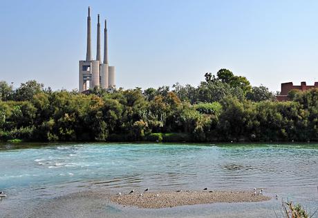 Seis gaviotas de Audouin anilladas juntas en la desembocadura. Seis gaviotas de Audouin anilladas juntas en la desembocadura.