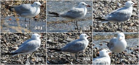 Seis gaviotas de Audouin anilladas juntas en la desembocadura. Seis gaviotas de Audouin anilladas juntas en la desembocadura.