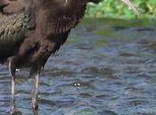 visitante especial Parc Fluvial Besòs: Plegadis falcinellus