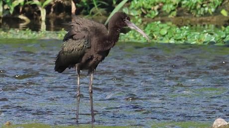Un visitante especial en el Parc Fluvial del Besòs: Plegadis falcinellus Un visitante especial en el Parc Fluvial del Besòs: Plegadis falcinellus