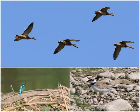 Un visitante especial en el Parc Fluvial del Besòs: Plegadis falcinellus Un visitante especial en el Parc Fluvial del Besòs: Plegadis falcinellus