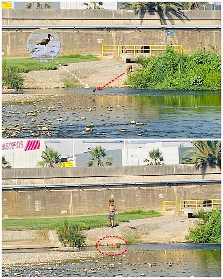 Un visitante especial en el Parc Fluvial del Besòs: Plegadis falcinellus Un visitante especial en el Parc Fluvial del Besòs: Plegadis falcinellus