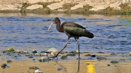 Un visitante especial en el Parc Fluvial del Besòs: Plegadis falcinellus Un visitante especial en el Parc Fluvial del Besòs: Plegadis falcinellus