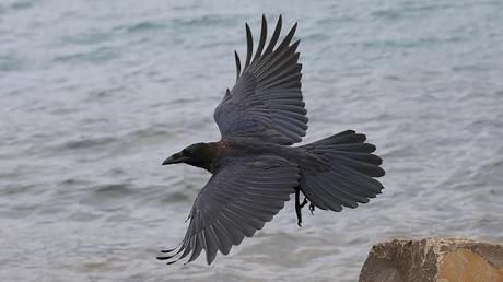 La majestuosidad del cuervo La majestuosidad del cuervo