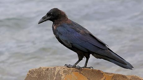 La majestuosidad del cuervo La majestuosidad del cuervo