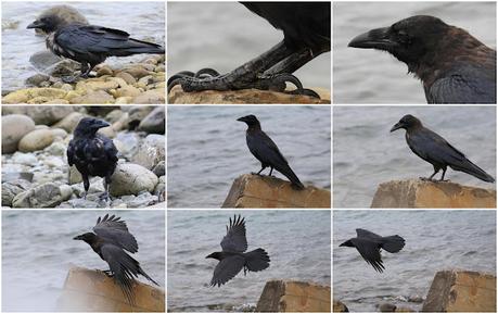 La majestuosidad del cuervo La majestuosidad del cuervo