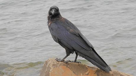 La majestuosidad del cuervo La majestuosidad del cuervo