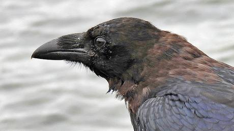 La majestuosidad del cuervo La majestuosidad del cuervo