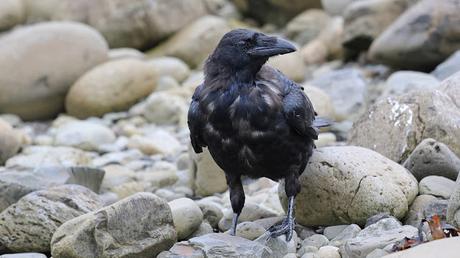 La majestuosidad del cuervo La majestuosidad del cuervo