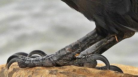 La majestuosidad del cuervo La majestuosidad del cuervo