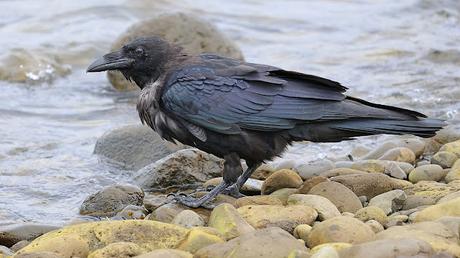 La majestuosidad del cuervo La majestuosidad del cuervo