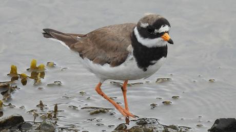 Observando el Chorlitejo Grande Observando el Chorlitejo Grande