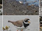 Observando Chorlitejo Grande