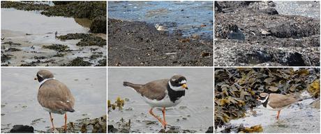 Observando el Chorlitejo Grande Observando el Chorlitejo Grande