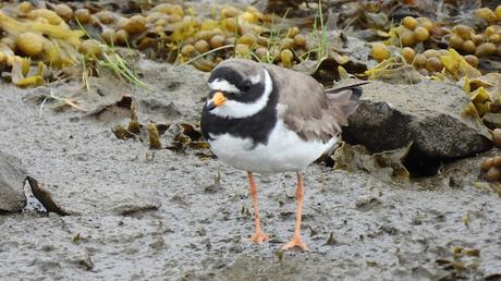Observando el Chorlitejo Grande Observando el Chorlitejo Grande