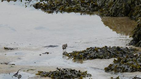 Observando el Chorlitejo Grande Observando el Chorlitejo Grande