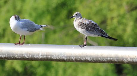 Gaviota Húngara en el Parc Diagonal Mar Gaviota Húngara en el Parc Diagonal Mar