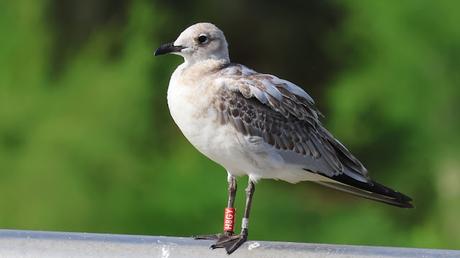 Gaviota Húngara en el Parc Diagonal Mar Gaviota Húngara en el Parc Diagonal Mar