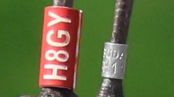 Gaviota Húngara en el Parc Diagonal Mar Gaviota Húngara en el Parc Diagonal Mar