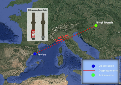 Gaviota Húngara en el Parc Diagonal Mar Gaviota Húngara en el Parc Diagonal Mar