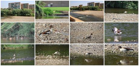 Un tarro blanco en el Parc Fluvial del Besòs Un tarro blanco en el Parc Fluvial del Besòs