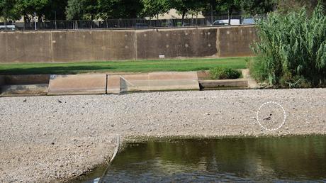 Un tarro blanco en el Parc Fluvial del Besòs Un tarro blanco en el Parc Fluvial del Besòs
