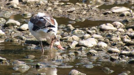 Un tarro blanco en el Parc Fluvial del Besòs Un tarro blanco en el Parc Fluvial del Besòs