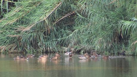 Un tarro blanco en el Parc Fluvial del Besòs Un tarro blanco en el Parc Fluvial del Besòs