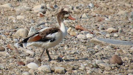 Un tarro blanco en el Parc Fluvial del Besòs Un tarro blanco en el Parc Fluvial del Besòs