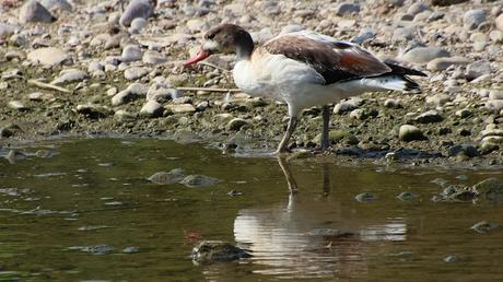Un tarro blanco en el Parc Fluvial del Besòs Un tarro blanco en el Parc Fluvial del Besòs