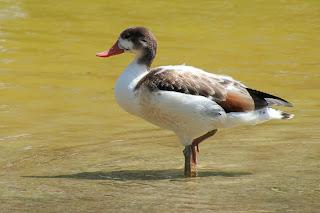 Una cigüeñuela en el Parc de Diagonal Mar Una cigüeñuela en el Parc de Diagonal Mar