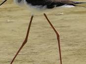 cigüeñuela Parc Diagonal