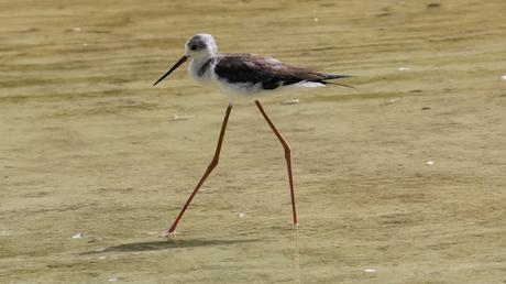 Una cigüeñuela en el Parc de Diagonal Mar Una cigüeñuela en el Parc de Diagonal Mar