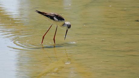 Una cigüeñuela en el Parc de Diagonal Mar Una cigüeñuela en el Parc de Diagonal Mar