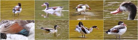 Hoy, un Tarro Blanco en el Parc Diagonal Mar: una cita histórica Hoy, un Tarro Blanco en el Parc Diagonal Mar: una cita histórica