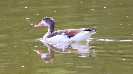 Hoy, un Tarro Blanco en el Parc Diagonal Mar: una cita histórica Hoy, un Tarro Blanco en el Parc Diagonal Mar: una cita histórica