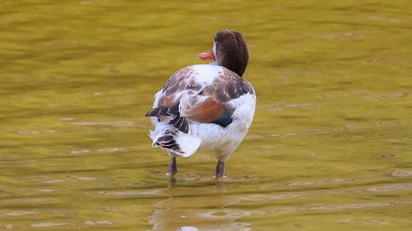 Hoy, un Tarro Blanco en el Parc Diagonal Mar: una cita histórica Hoy, un Tarro Blanco en el Parc Diagonal Mar: una cita histórica