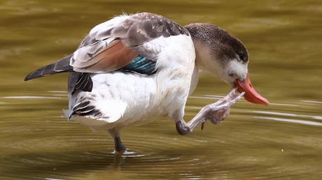 Hoy, un Tarro Blanco en el Parc Diagonal Mar: una cita histórica Hoy, un Tarro Blanco en el Parc Diagonal Mar: una cita histórica