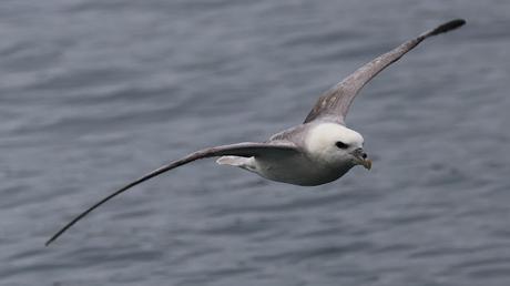 Fulmar Boreal Fulmar Boreal