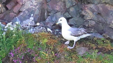 Fulmar Boreal Fulmar Boreal