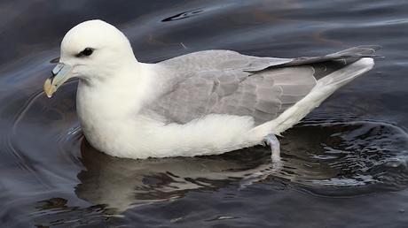Fulmar Boreal Fulmar Boreal