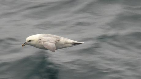 Fulmar Boreal Fulmar Boreal