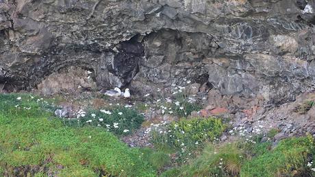 Fulmar Boreal Fulmar Boreal
