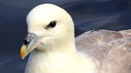 Fulmar Boreal Fulmar Boreal