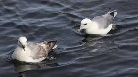 Fulmar Boreal Fulmar Boreal