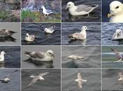 Fulmar Boreal