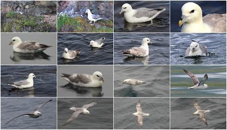 Fulmar Boreal