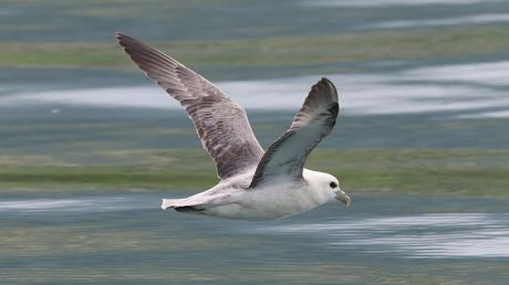Fulmar Boreal Fulmar Boreal